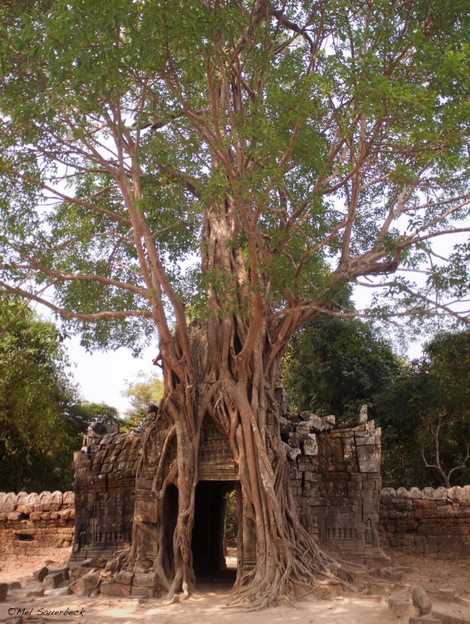 Ancient tree on temple wall, Angkor Wat, Cambodia